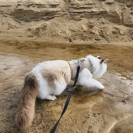 @bruno_ragdoll_ the adventure cat walking through water