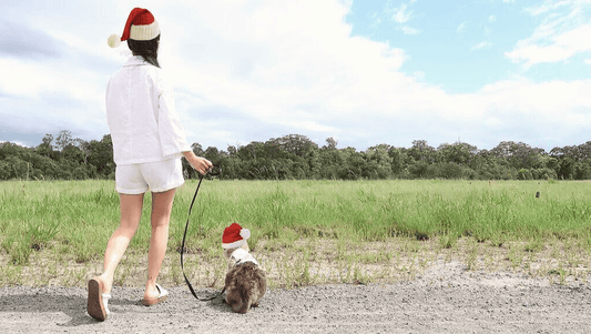 cat in harness with christmas hat