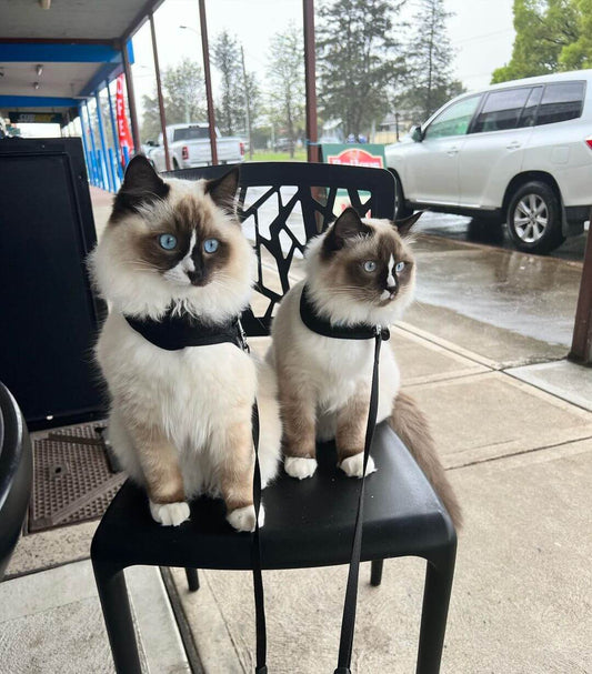 2 ragdoll cats in black harness