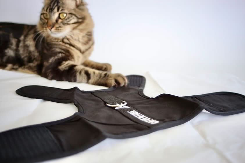 tabby cat with cat harness