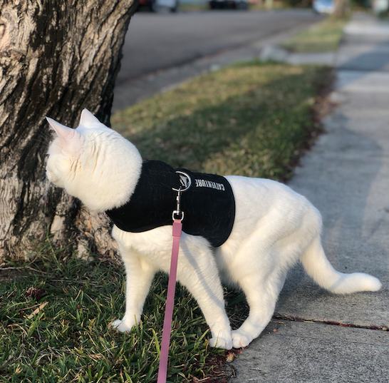 Expawlorer shop cat harness