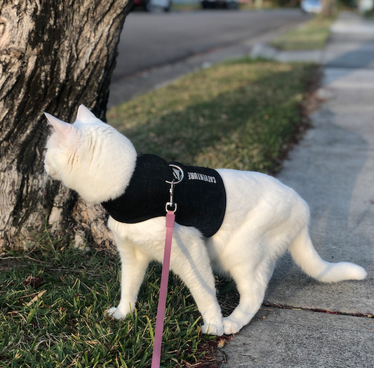 white cat in black catventure harness on sidewalk
