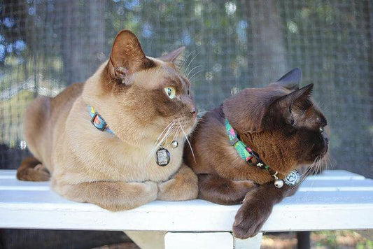 cat enclosure
