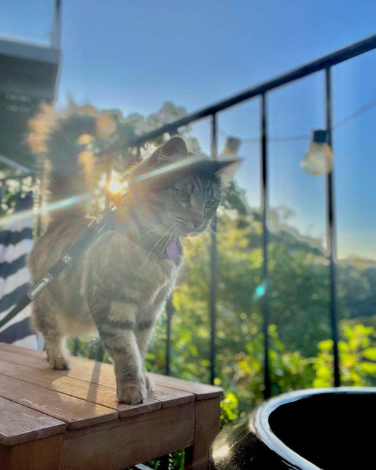 @iamtherealmolly_cat the adventure cat standing on balcony looking at view of water