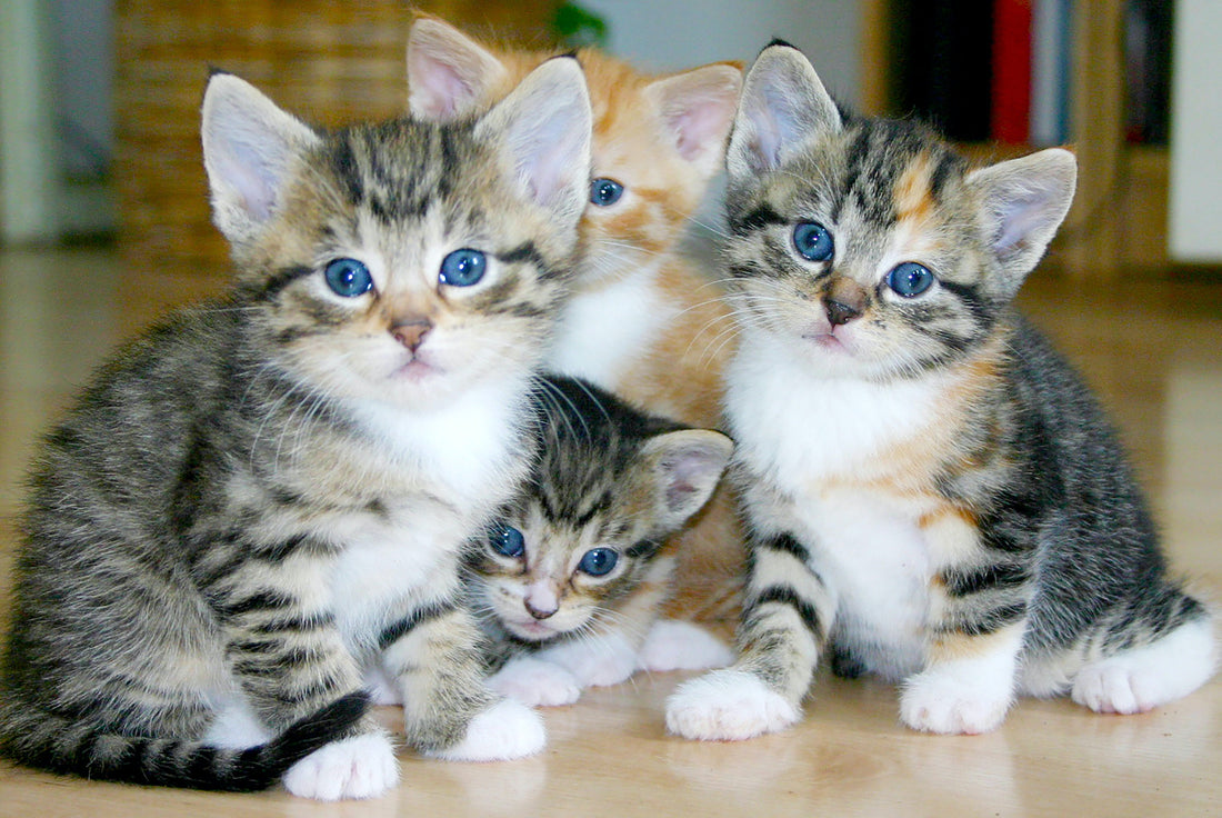 litter of tabby kittens