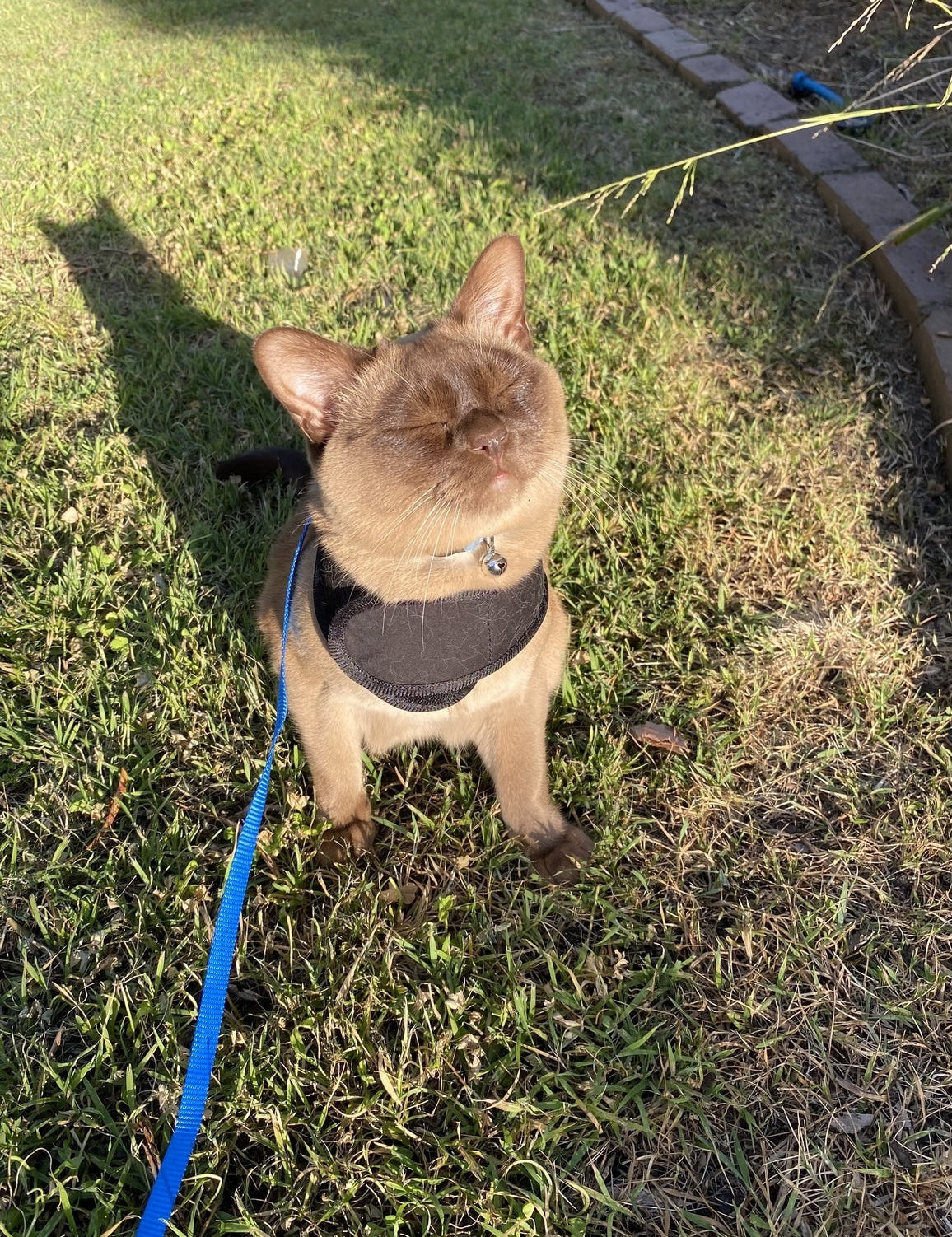 very happy cat in black cat harness on grass