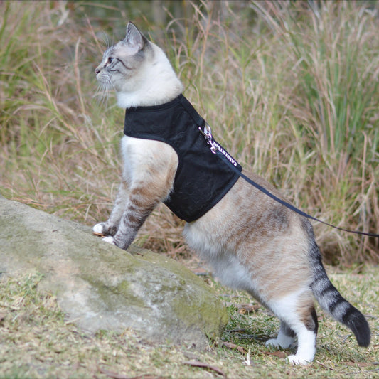 cool cat in black catventure harness front paws on rock