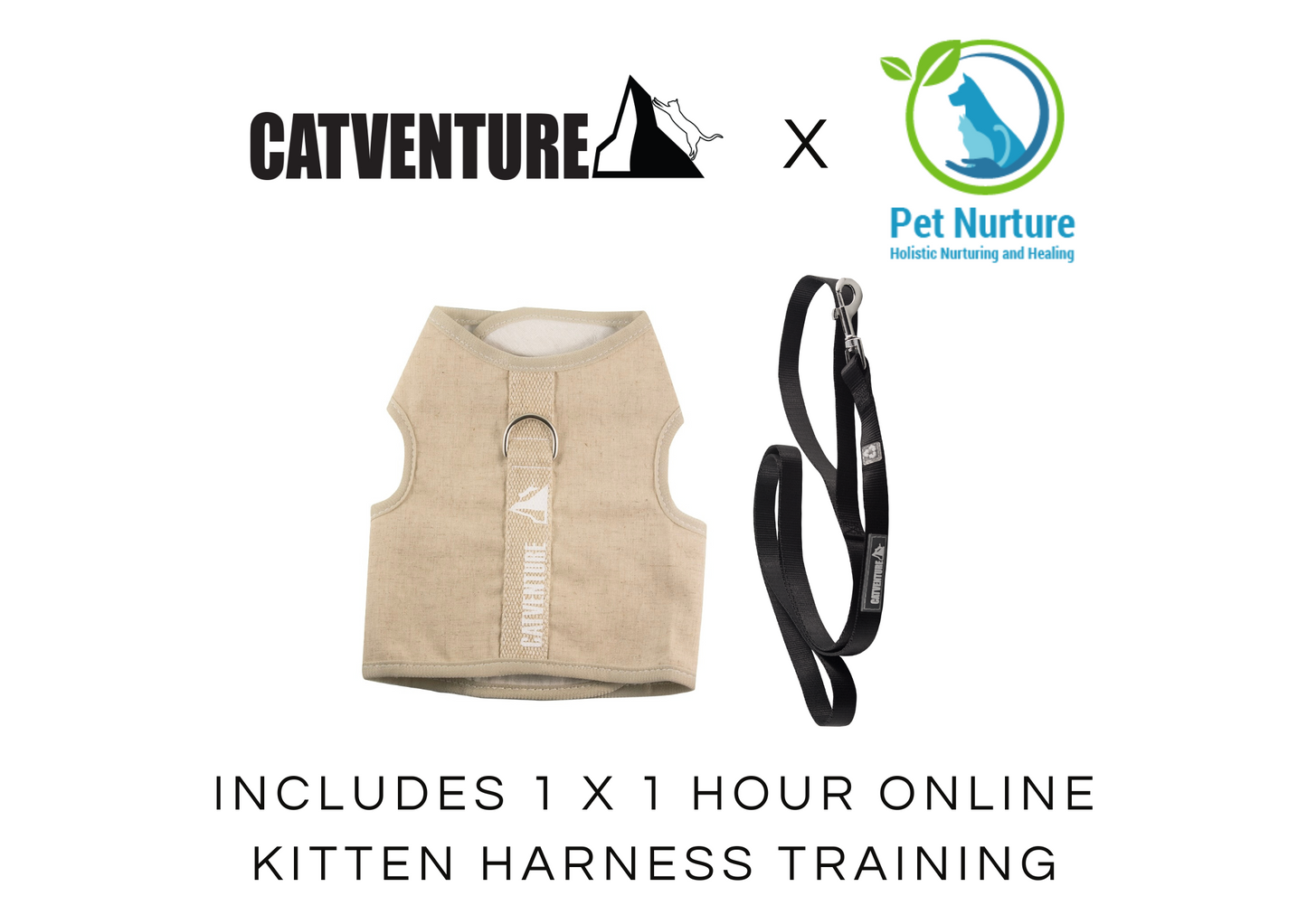 Kitten Kindergarten 4 Week Online Course