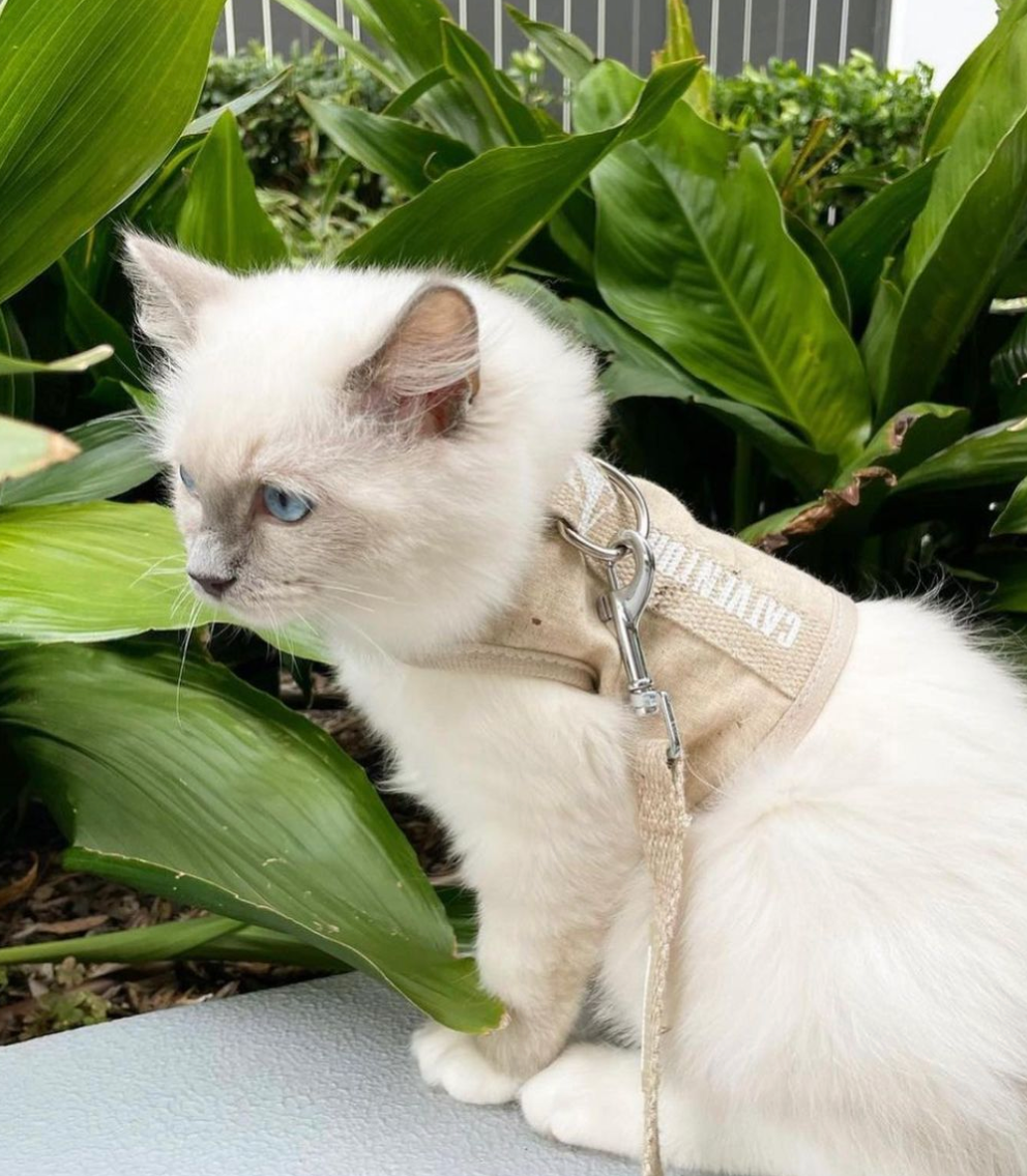 Catventure - Escape Proof Cat Harness - Bone