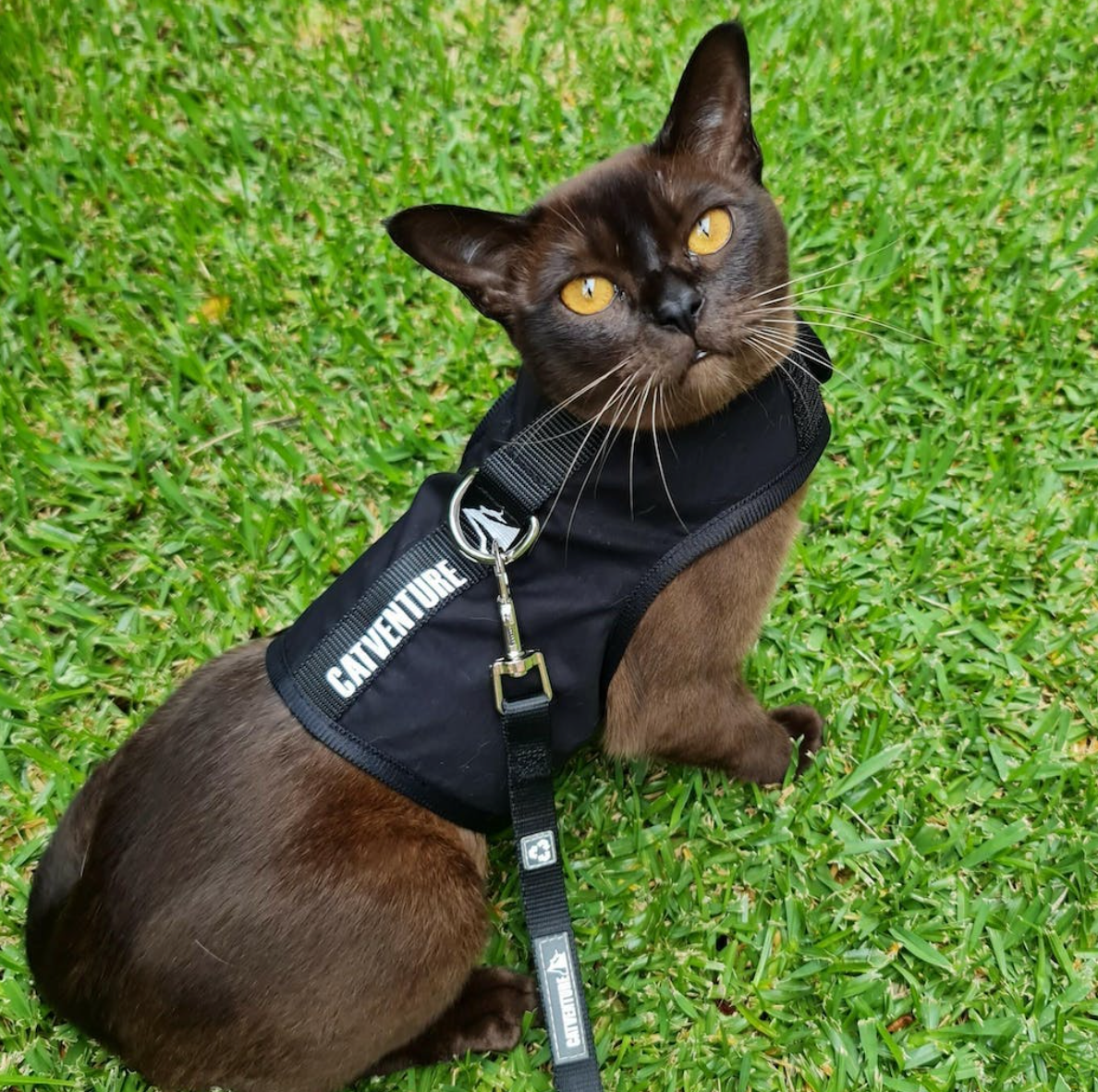 Kitten Harness Catventure Starter Pack