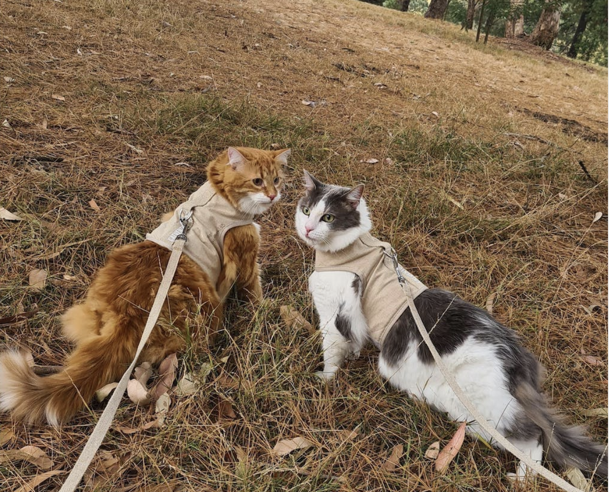 Catventure - Escape Proof Cat Harness - Bone