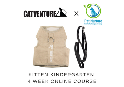 Kitten Kindergarten 4 Week Online Course