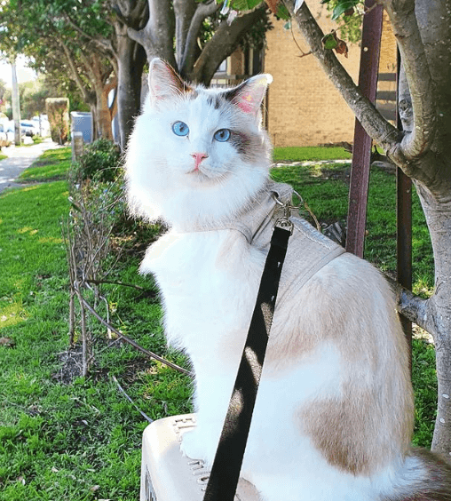 Ragdoll cat in bone catventure escape proof cat harness