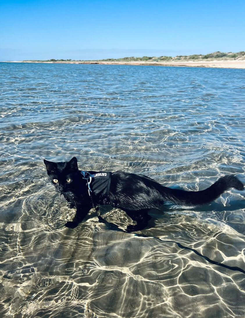 Dipping Paws: Teaching Your Cat How to Swim with a Harness