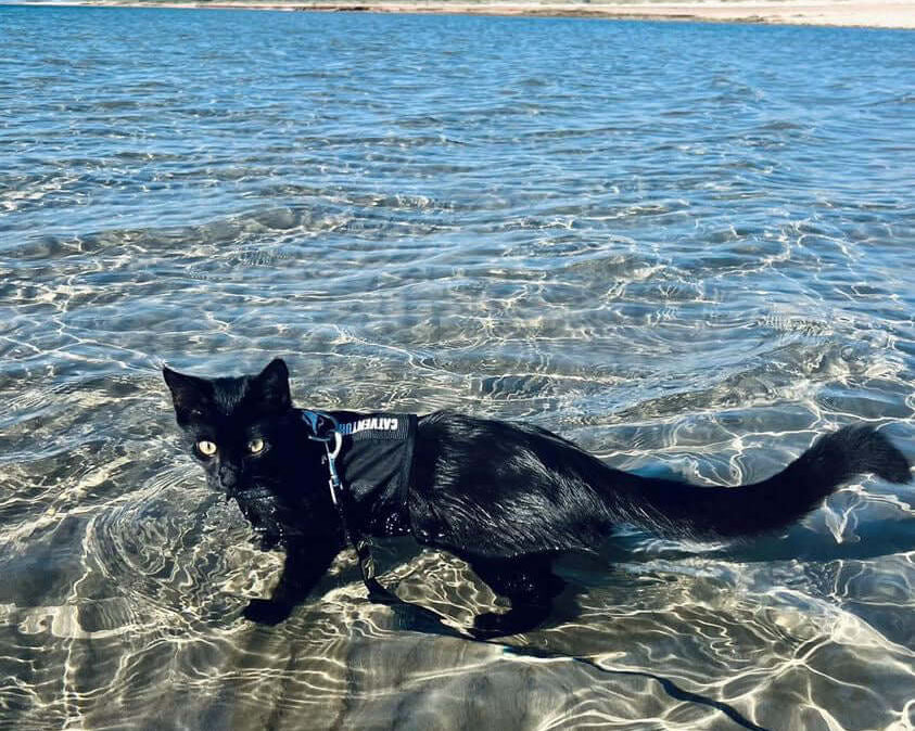 Dipping Paws: Teaching Your Cat How to Swim with a Harness