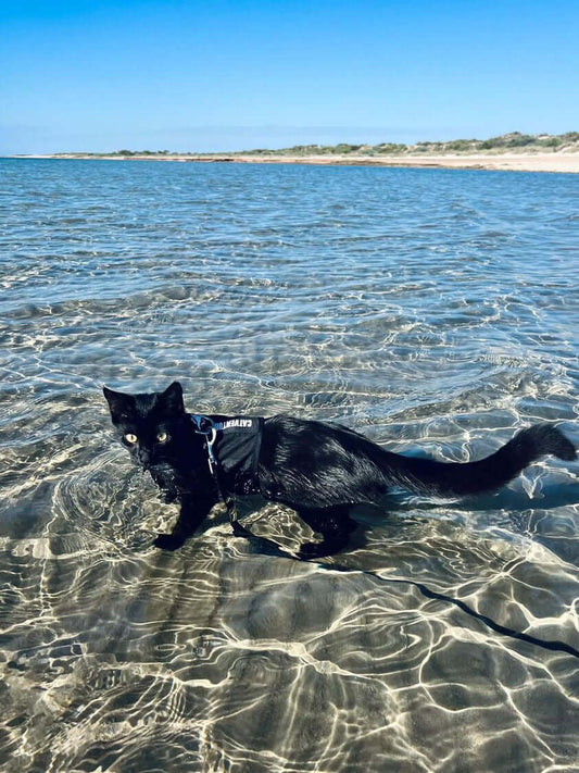 Dipping Paws: Teaching Your Cat How to Swim with a Harness