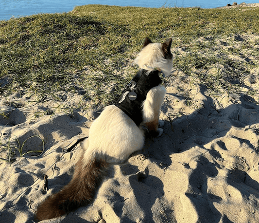 beach cat in black harness