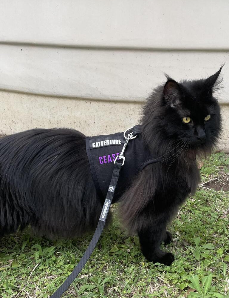 Moving Houses with Your Cat: A Guide to Minimising Stress with the Catventure Harness