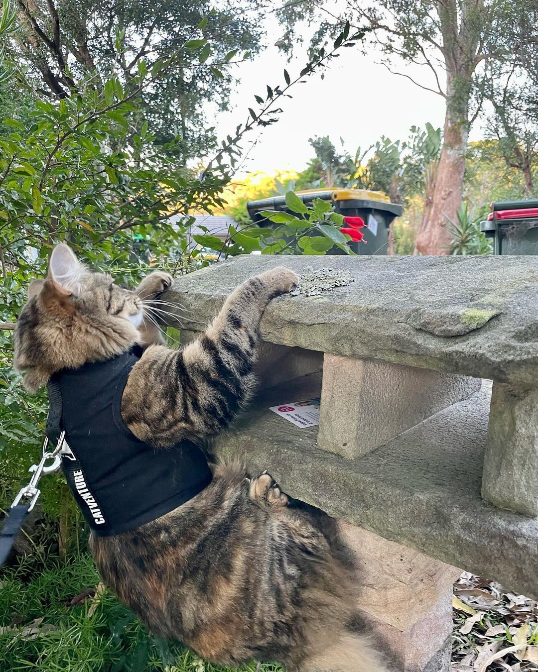 cat in black harness hanging onto a wall, lion king mufasa style