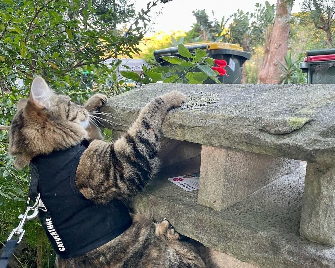 cat in black harness hanging onto a wall, lion king mufasa style