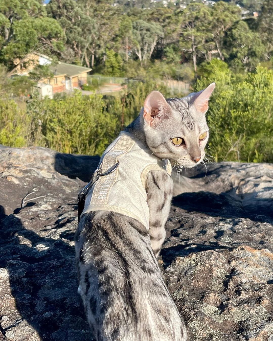 Harnessing Feline Adventures: Top 10 Benefits of Walking Your Cat Safely