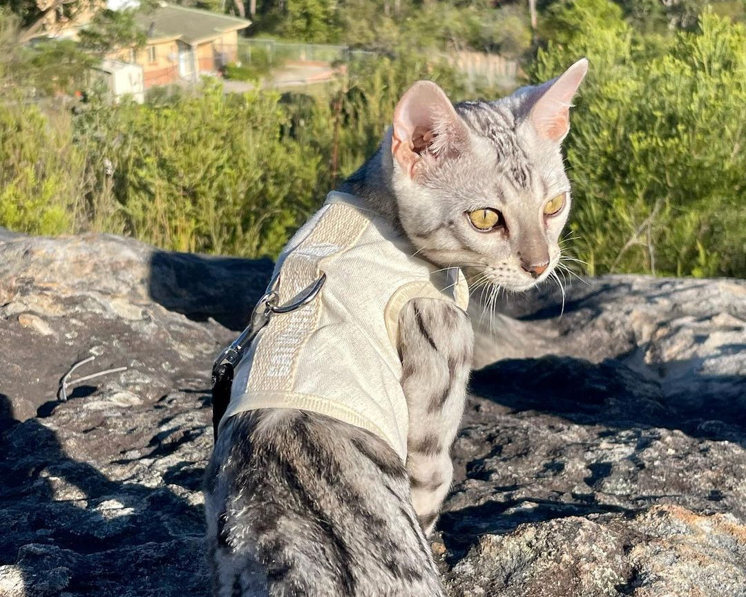 Harnessing Feline Adventures: Top 10 Benefits of Walking Your Cat Safely