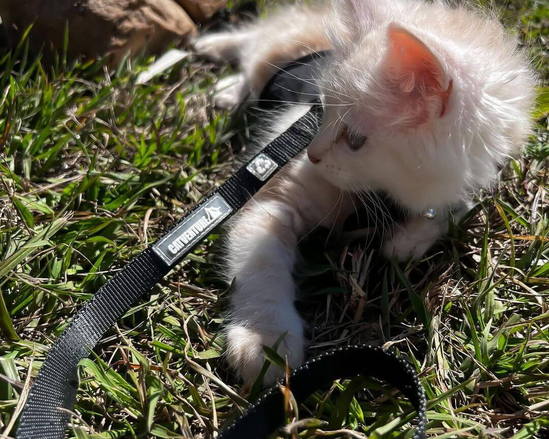 kitten on grass in harness