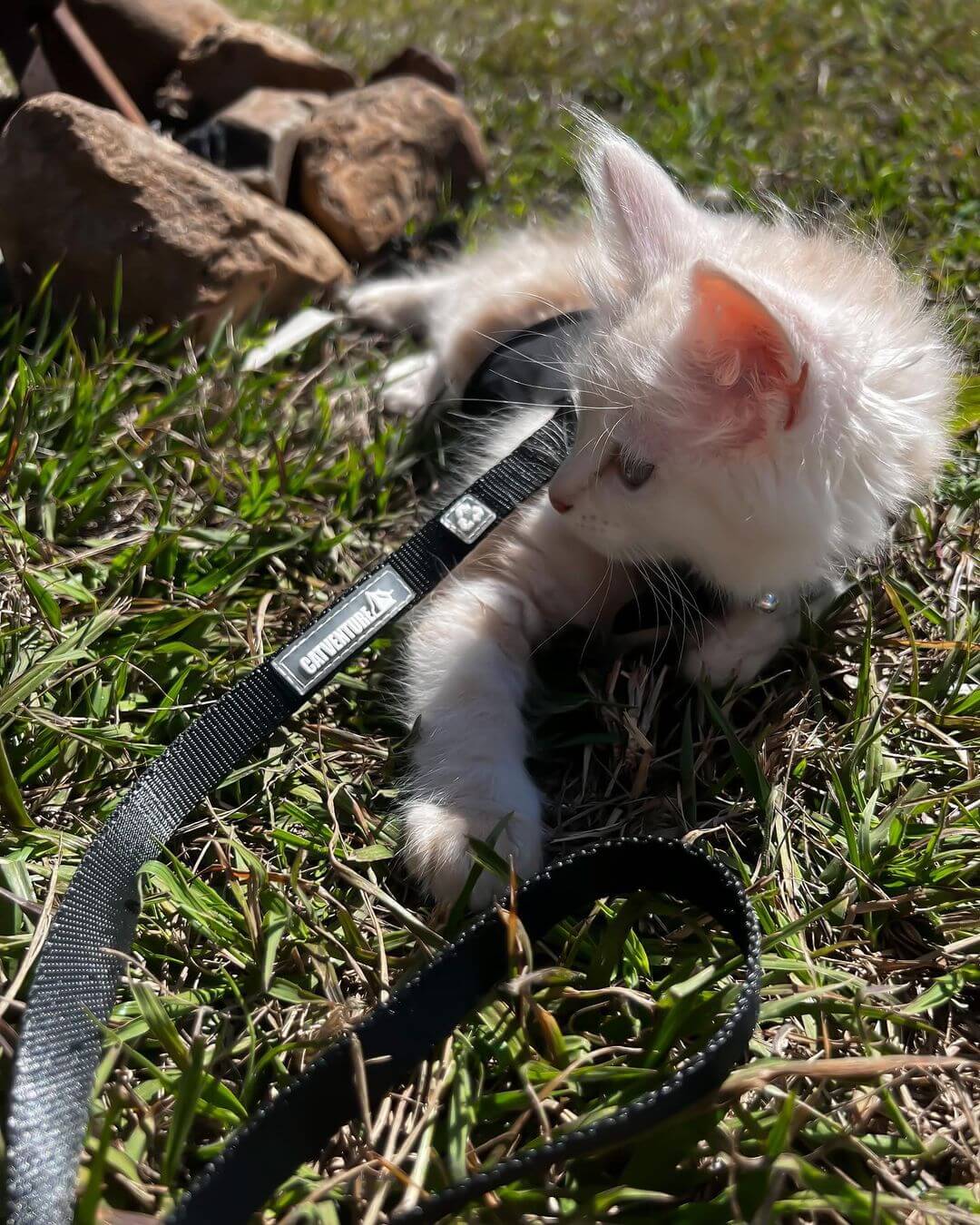 kitten on grass in harness