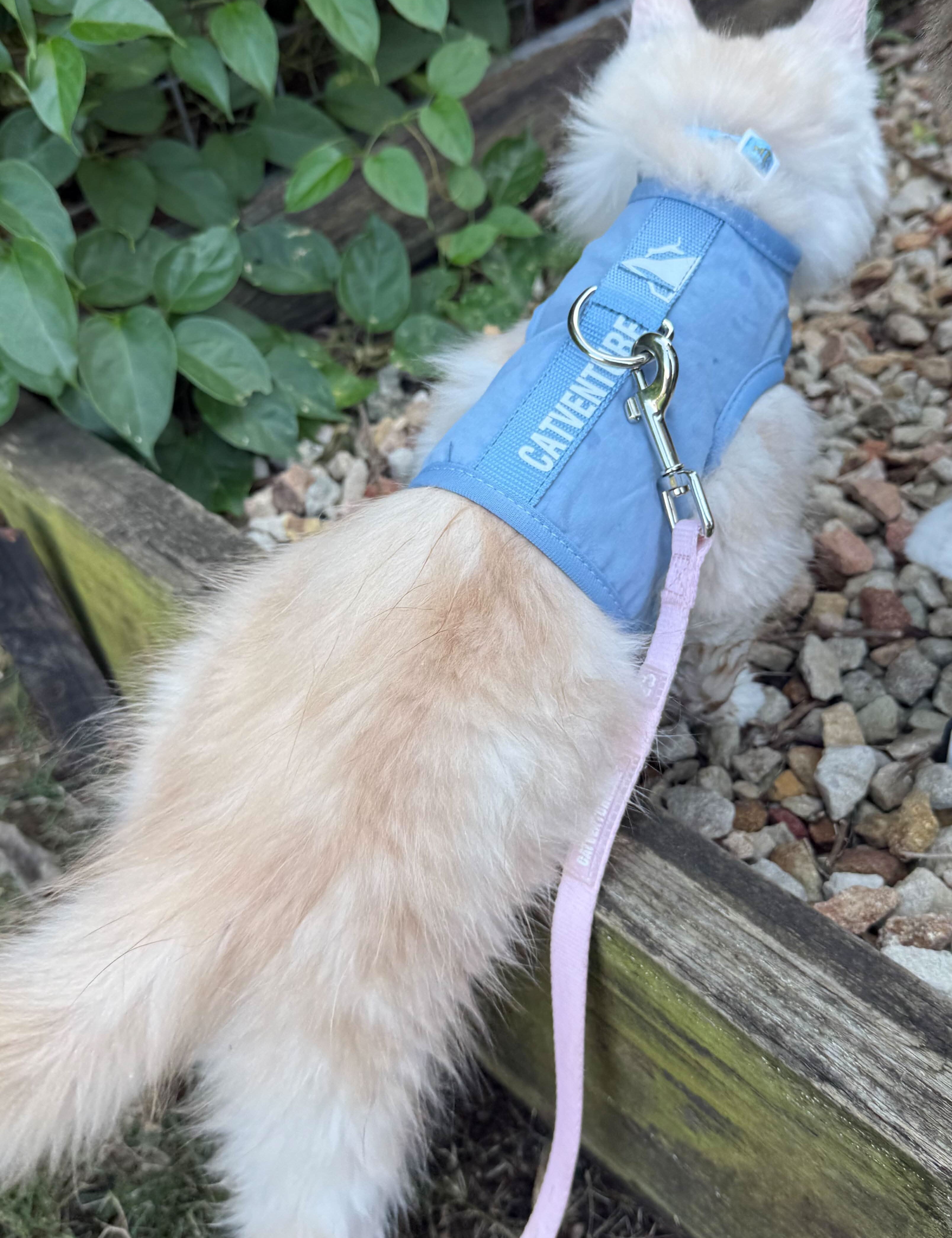 The Complete Beginner’s Guide To Walking Your Cat Outdoors Safely In Australia