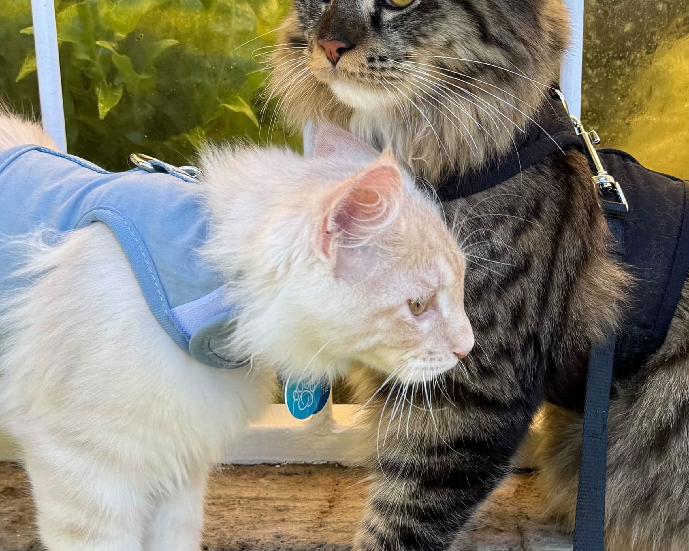 Why Your Cat Might Not Enjoy Walks Yet (And How To Build Their Confidence Slowly)