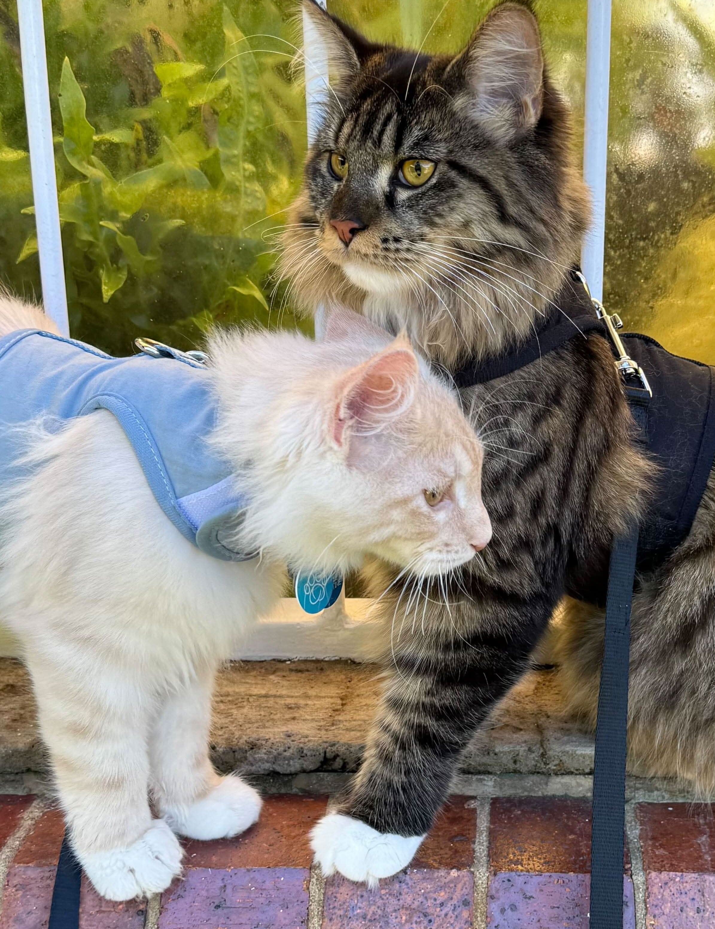 Why Your Cat Might Not Enjoy Walks Yet (And How To Build Their Confidence Slowly)