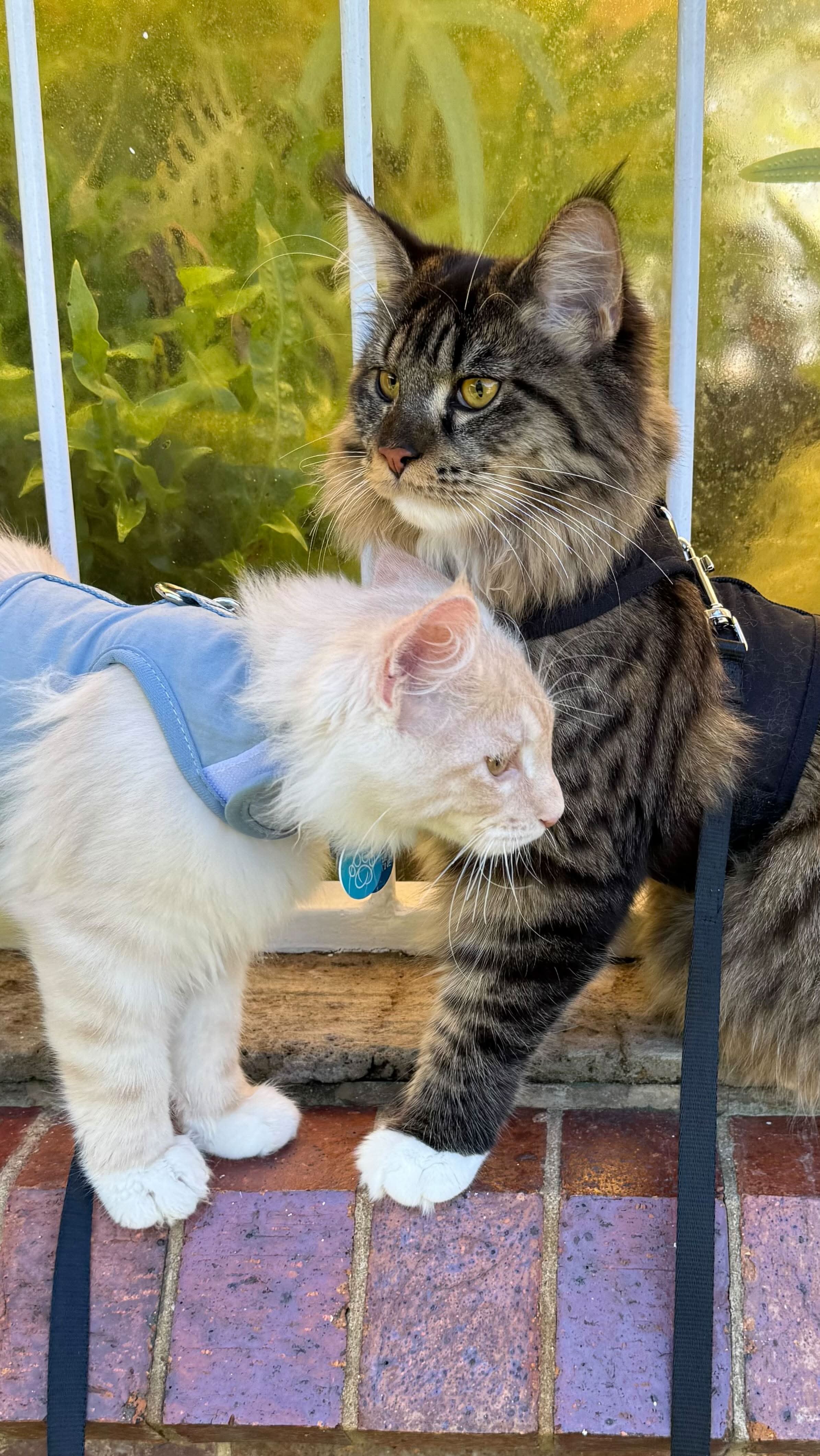 Why Your Cat Might Not Enjoy Walks Yet (And How To Build Their Confidence Slowly)