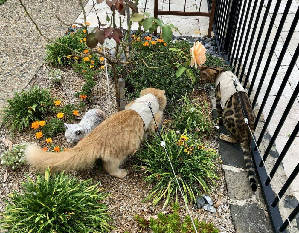 Our Favourite Rescue Groups Cat Harness Australia