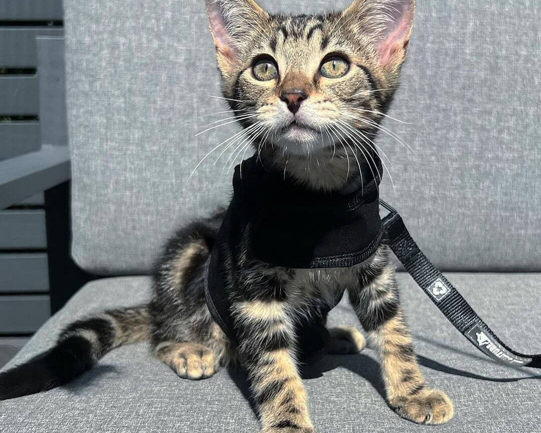 kitten in cat harness