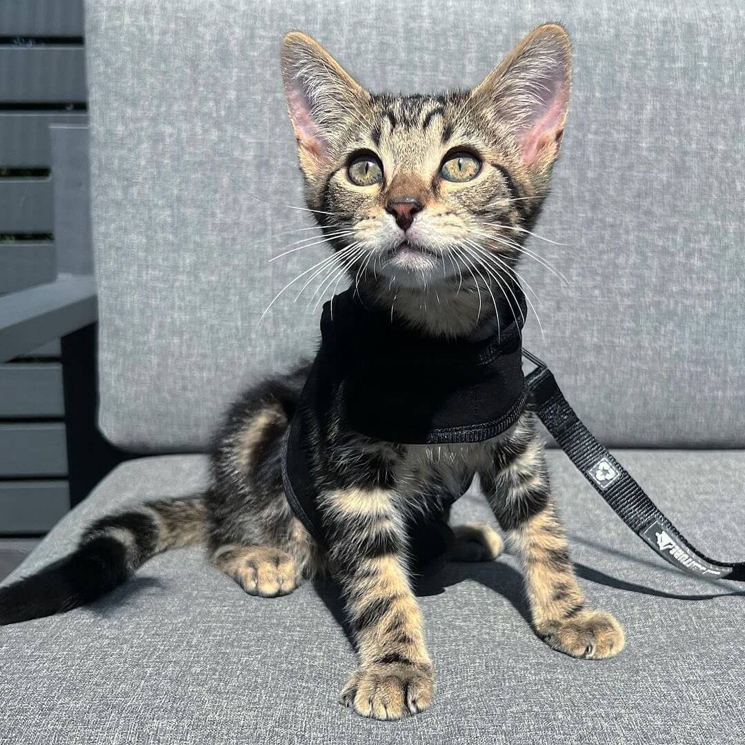 kitten in cat harness