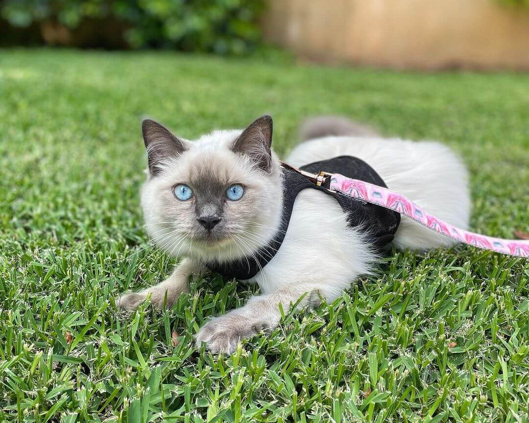cat in harness on grass