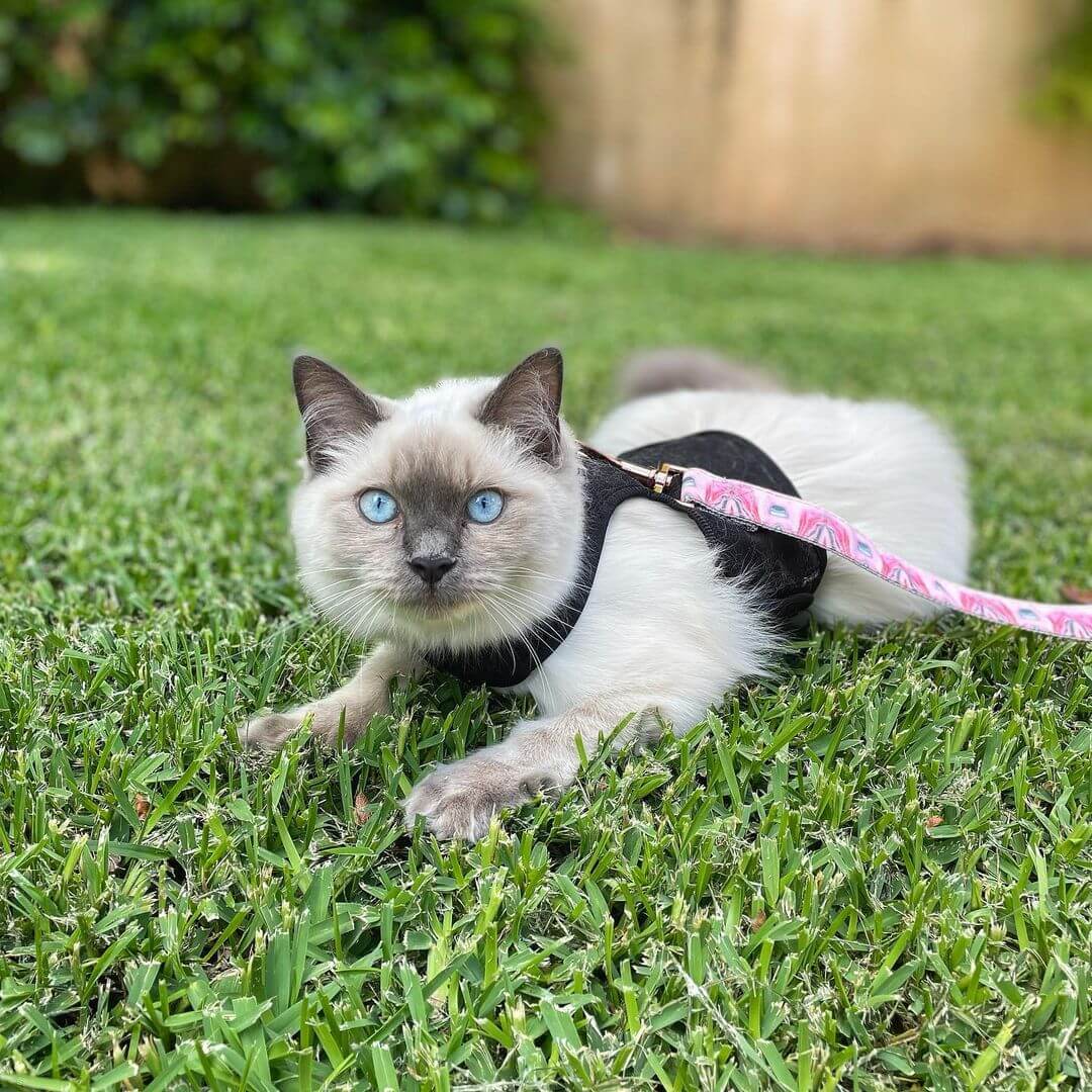 cat in harness on grass