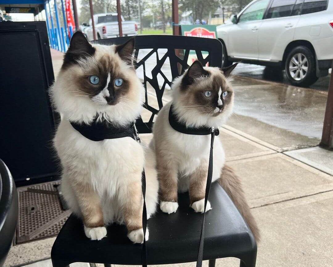 2 ragdoll cats in black harness