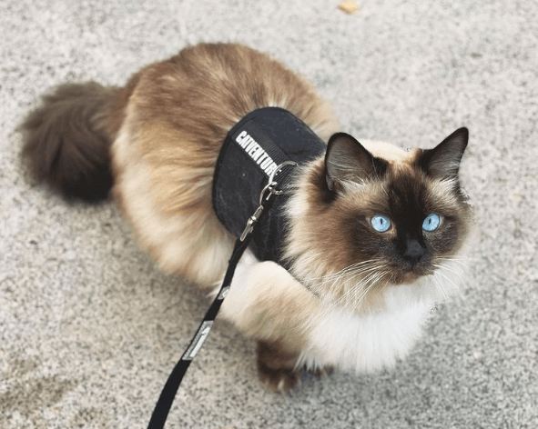 cat harness training treats