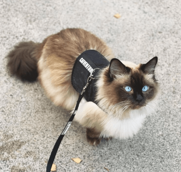 cat harness training treats