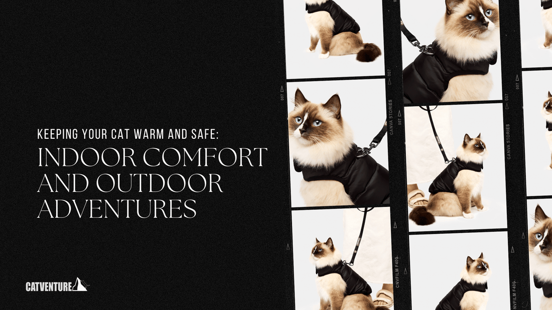 Keeping Your Cat Warm and Safe: Indoor Comfort and Outdoor Adventures