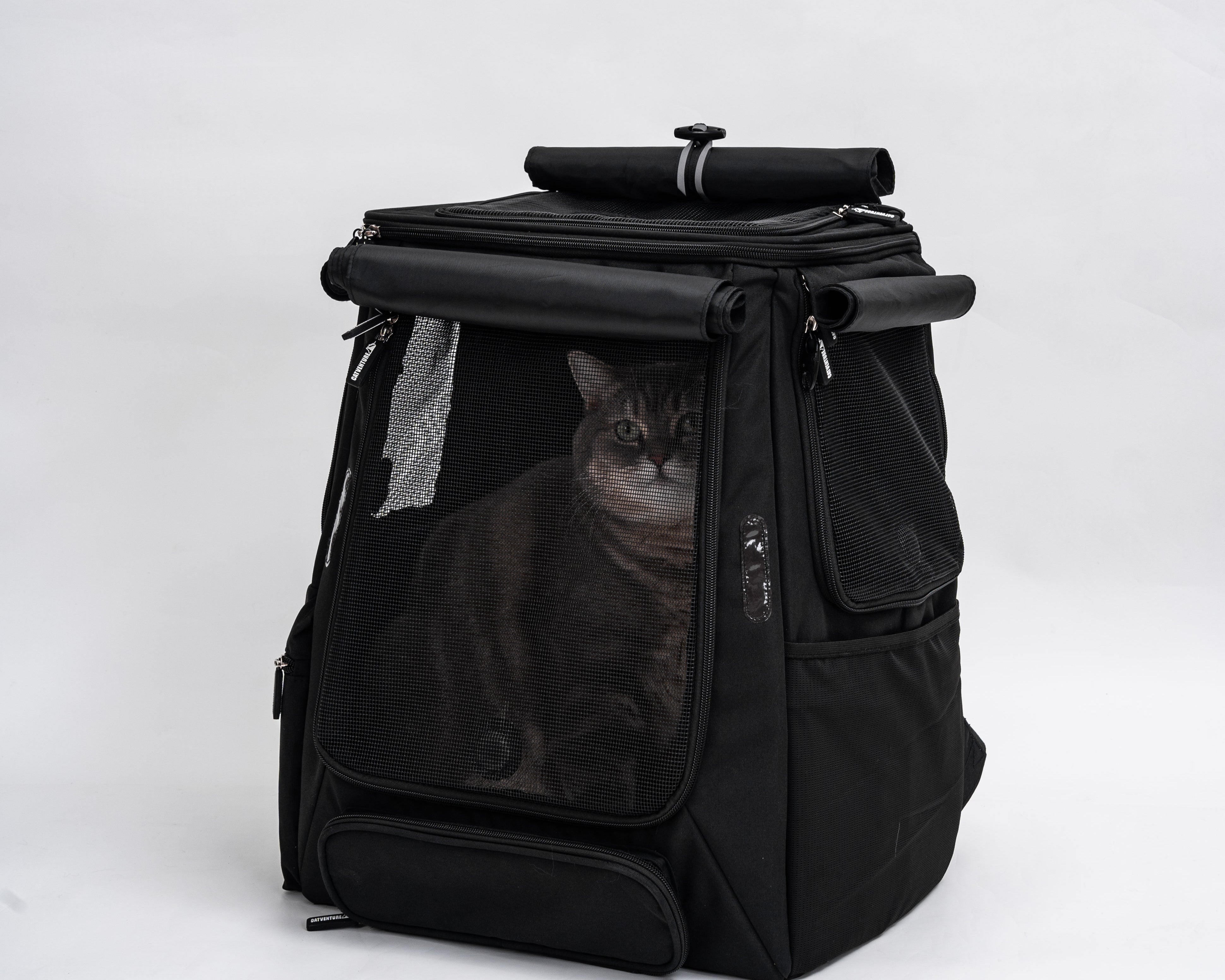 How to Introduce Your Cat to a Backpack (Without Stress)