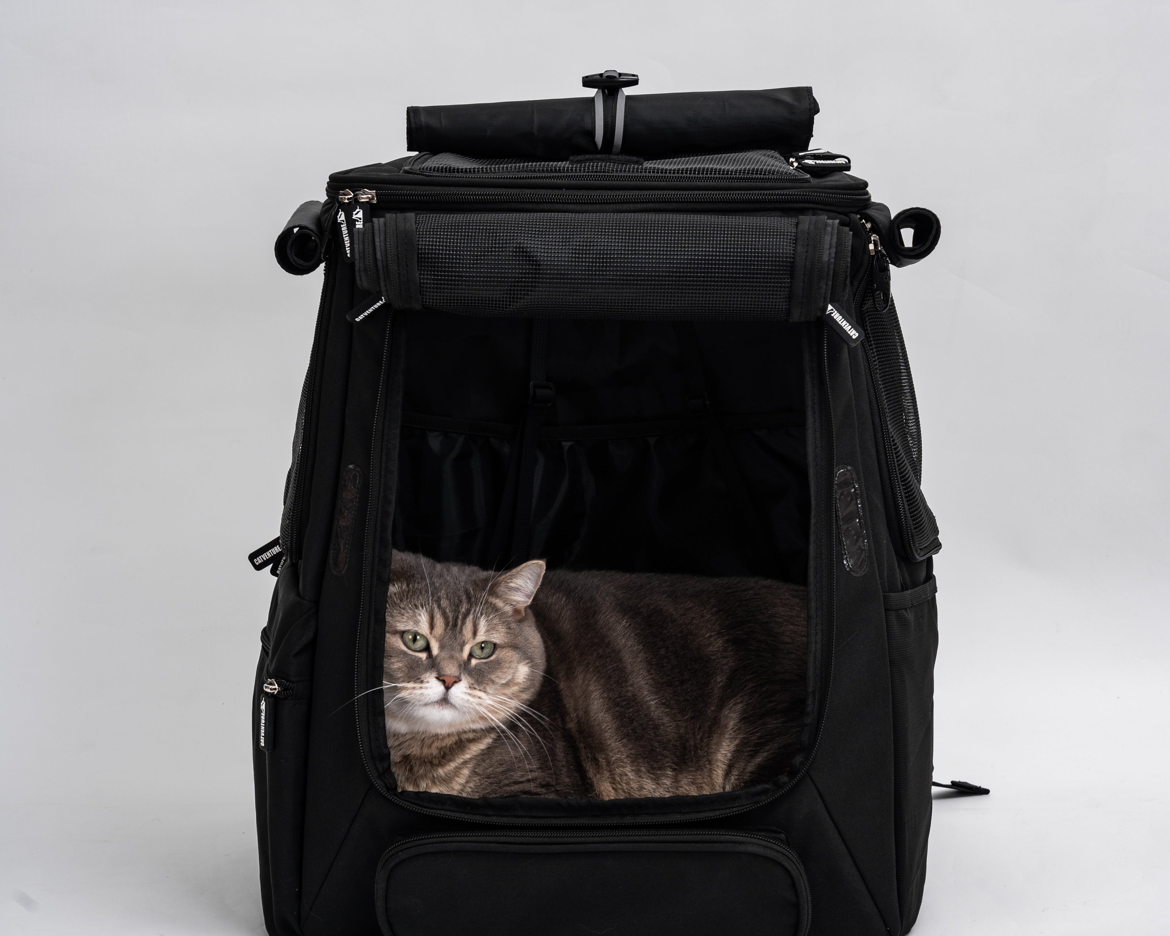 Cat Backpack Setup Guide: Open, Mesh, or Covered?