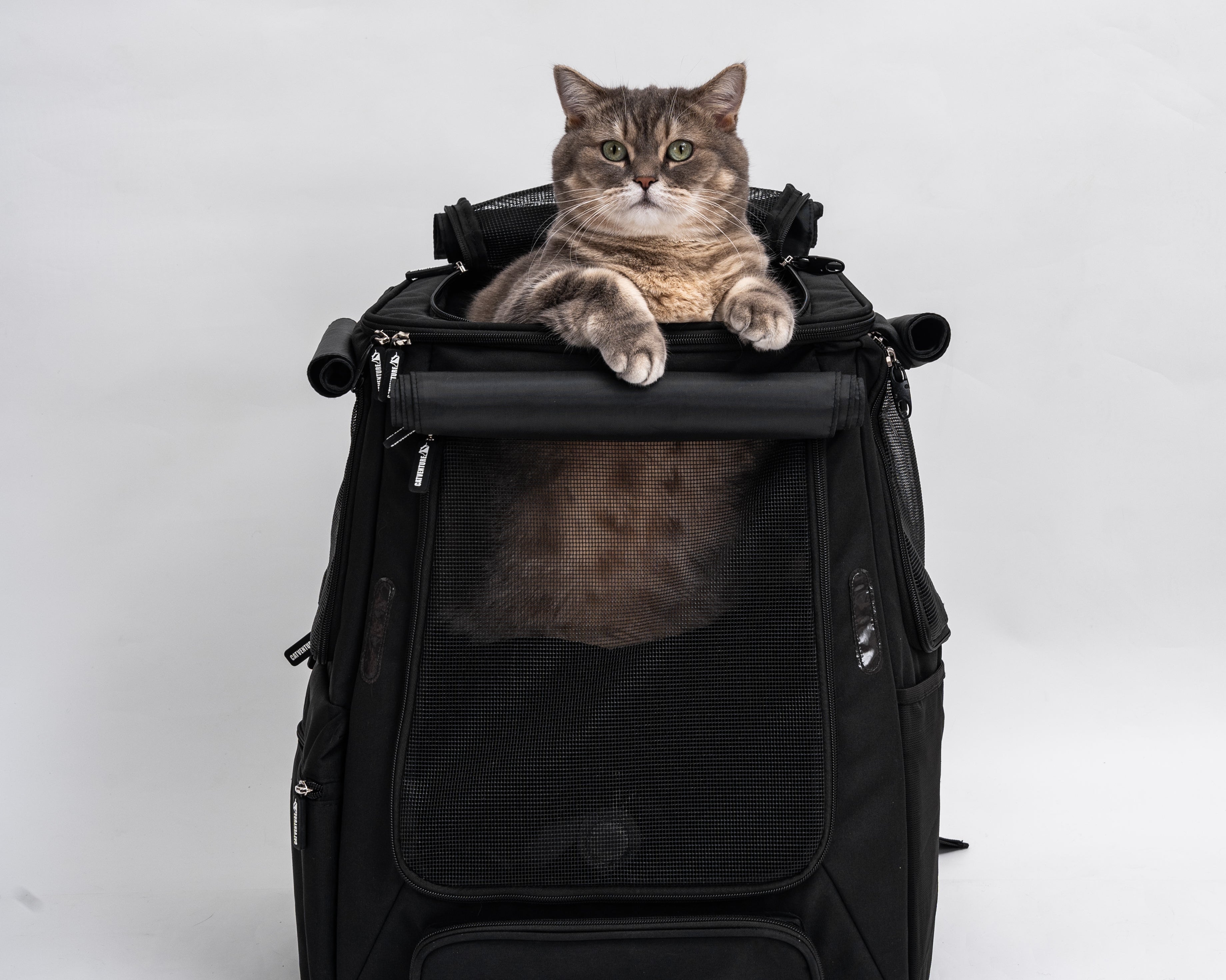 Cat Backpack vs Traditional Carrier: Which Is Better for Your Cat?