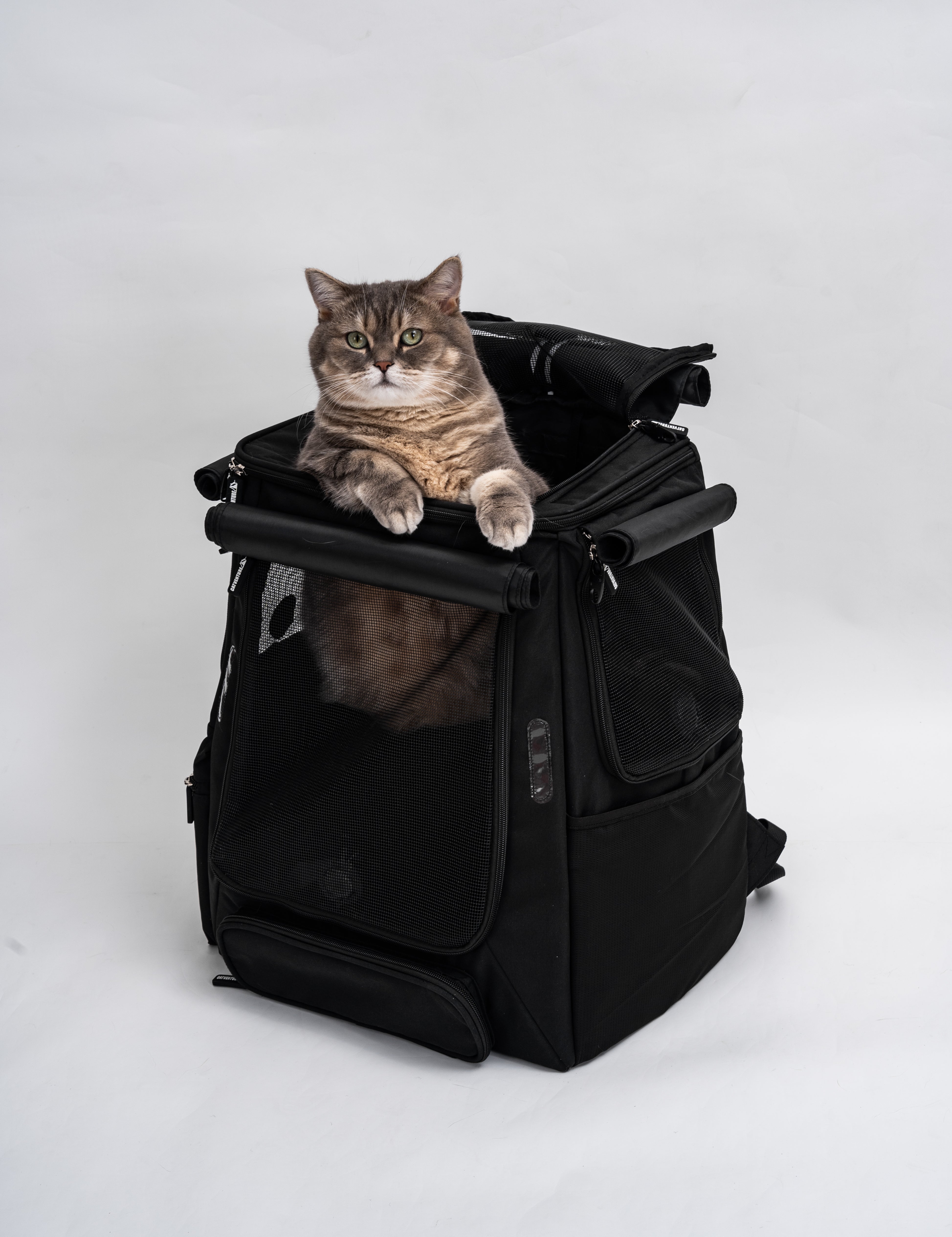 The Complete Guide To Cat Backpacks (Safety, Comfort And Everyday Adventures)