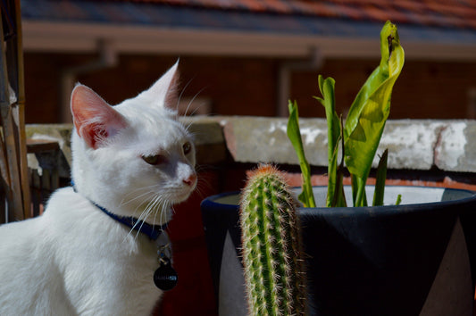 best sunscreen for cats