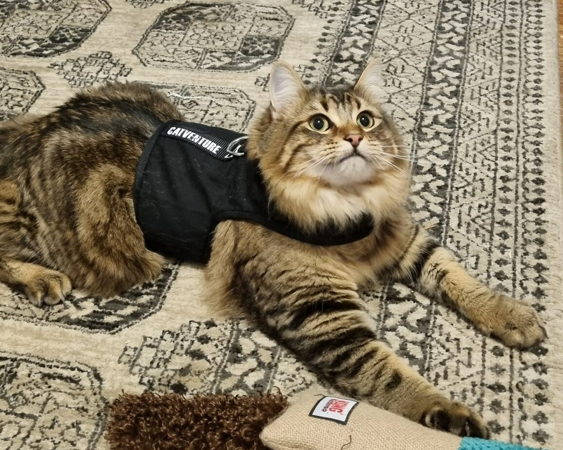 Cat Harness Training 101: Navigating the Flopping, Freezing, and Wobbly Walks
