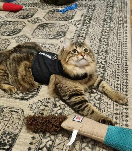 Cat Harness Training 101: Navigating the Flopping, Freezing, and Wobbly Walks