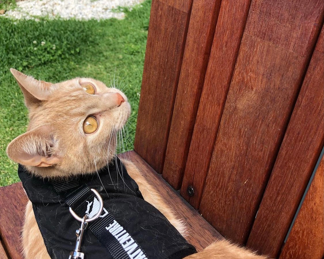 FAQs on Escape-Proof Harnesses for Cats (Part 1)