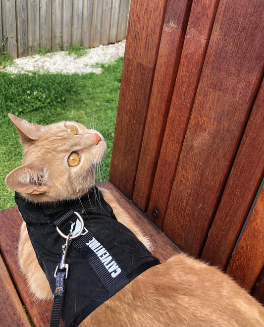 FAQs on Escape-Proof Harnesses for Cats (Part 1)
